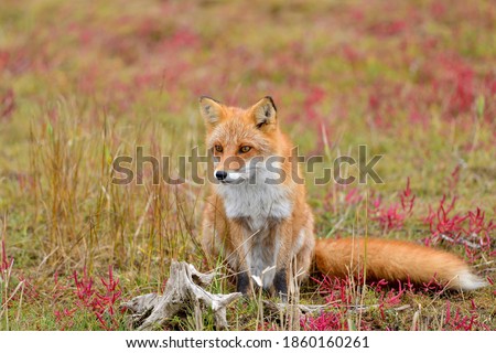Ezo red fox (Kitakitsune) is posing with surrounded by coral grass and dead tree at Hokkaido