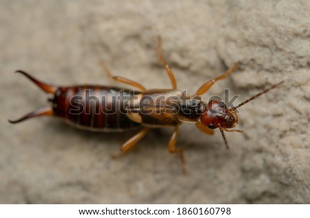 An earwig poses for a photoshoot..