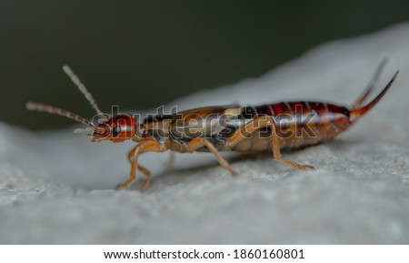 An earwig poses for a photoshoot..