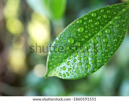 Green leaf with water drops ,rain drops on fresh green leaves in spring time nature background macro photo after the rain leaf beauty and purity of environment ,image in green tones, morning dew drops