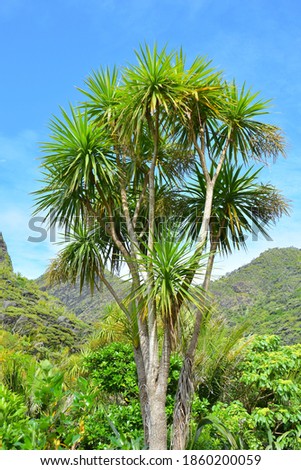 Vertical view of cabbage tree (Cordyline australis) with green hills in background