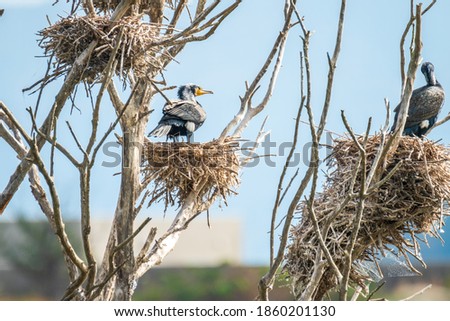 Great cormorant nest in Okayama, Japan