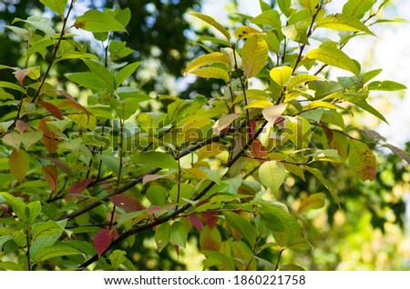 Autumn leaves on the bushes in sunny weather