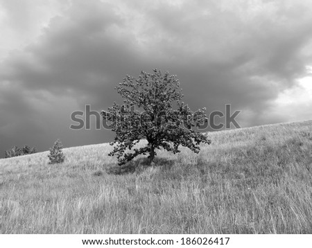 Lonely oak tree on a steppe slope against a stormy sky