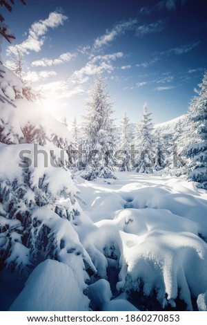 White winter spruces in snow on a frosty day. Location place Carpathian mountains, Ukraine, Europe. Splendid wintry wallpapers. Christmas holiday concept. Happy New Year! Discover the beauty of earth.