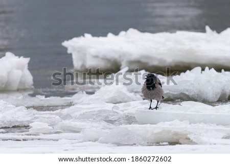 Grey crow on snow and ice on a bank of river