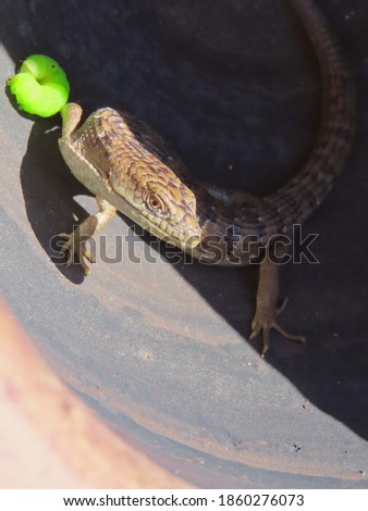 Alligator Lizard Hiding in a Pot
