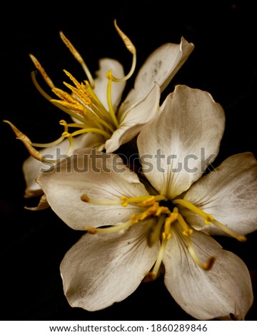 photo of artistic white snowy orchid on the black background