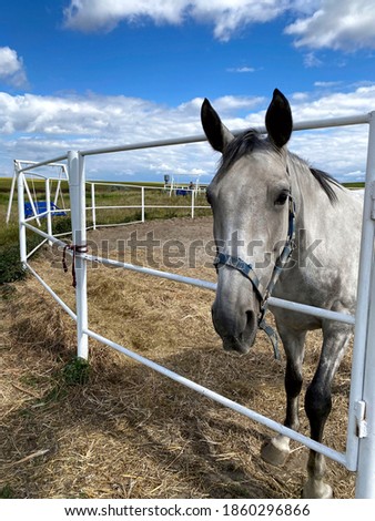 Animals. Side view of a gray horse on a background of a blue sky with white clouds. Gray horse on a sunny day in the corral.