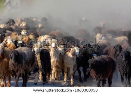 A large herd of sheep and a shepherd in the dust in the rays of sunset at the asphalt road in a desert area