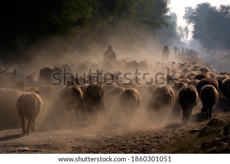 shepherd with flock of sheep in dust 
A large herd of sheep and a shepherd in the dust in the rays of sunset at the asphalt road in a desert area