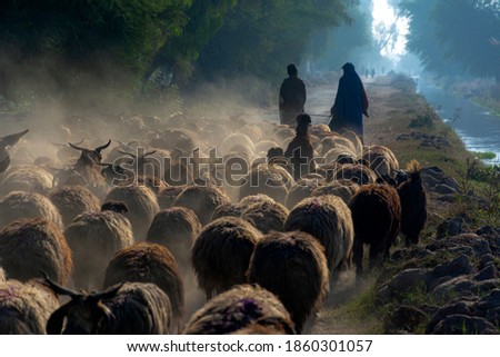 shepherd with flock of sheep in dust 
A large herd of sheep and a shepherd in the dust in the rays of sunset at the asphalt road in a desert area Royalty-Free Stock Photo #1860301057