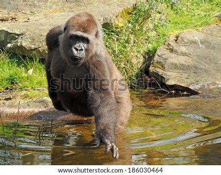 Female gorilla in the water