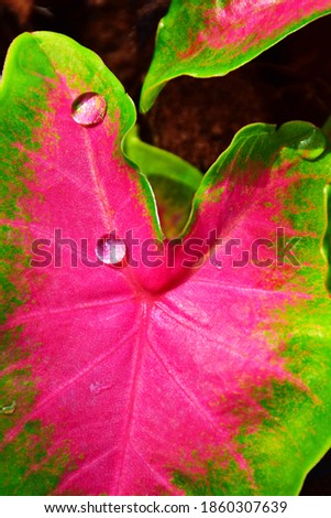 Water droplets perched on bon leaves after rain.Beautiful leaf texture in nature.