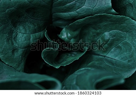 Abstract nature background. Closeup detail of a lettuce leaves plant, view from above. dark green tones. dark tidewater green tones. Dark and moody feel. world food day concept. organic Royalty-Free Stock Photo #1860324103