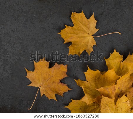 Autumn maple leaves on a dark gray background top view