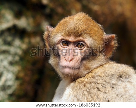 berber monkey youngster