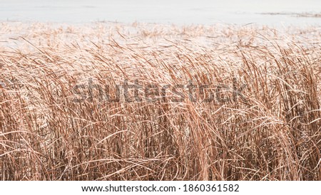 Dry sedge grass flutters in the wind next to a lake or river.Golden sedge grass in the fall in the sun. Abstract natural background. Natural Beige or Set Sail Champagne Background