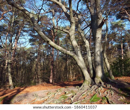 roots and trunks of intrinsic beech tree in autumn forest