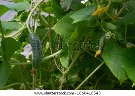 small and large cucumbers hang on a vegetable bed in a greenhouse on a vegetable farm.