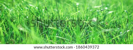 Green background with grass. Young juicy grass on a blurry background in the park. Banner, header for web design.