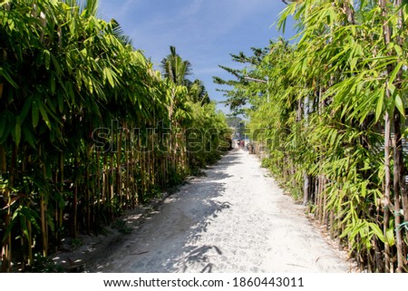 The road to the beach along the bamboo fence.