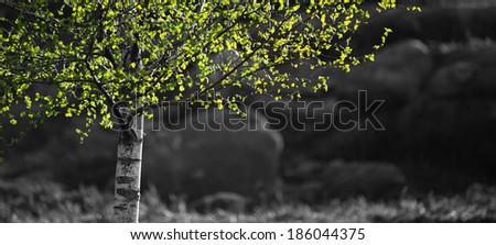 Green Tree (panoramic)
