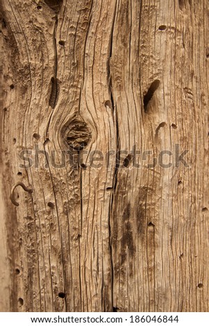 Worm and ant holes in a log