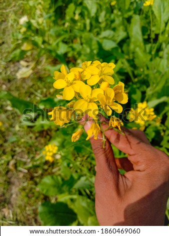 Close up of Mustard Flowers. Yellow Flowers of Mustard.Full frame shot of mustard flowers.Colorful yellow mustard are in bloom.Spring blossom. Copy Space.
With Selective Focus on the Subject.