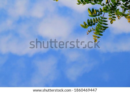 Fresh sky background, branches of star gooseberry and leaves at the top corner of the picture, blue and bright sky, footage nature, spring season background, beautiful sky, branches of tree