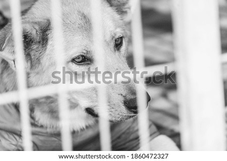 Black and white photo of homeless dog in a shelter for dogs. BW