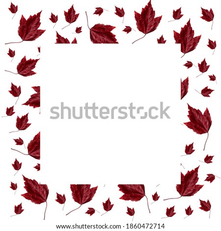 Red autumn leaves of different sizes, set. Isolated on white background. Space for text.