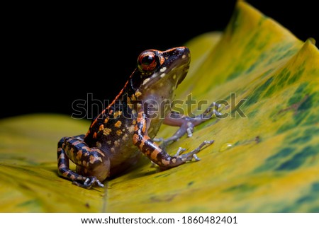 Hylarana picturata frog closeup on yellow leaves, Indonesian tree frog