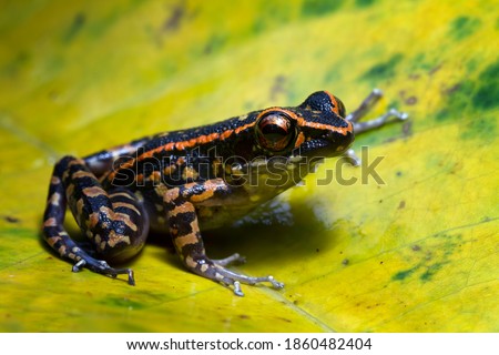 Hylarana picturata frog closeup on yellow leaves, Indonesian tree frog
