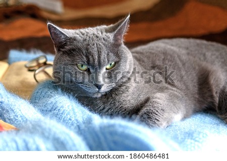 A picture of a beautiful Scottish Shorthair grey cat with yellow-green eyes playing on the sofa.
