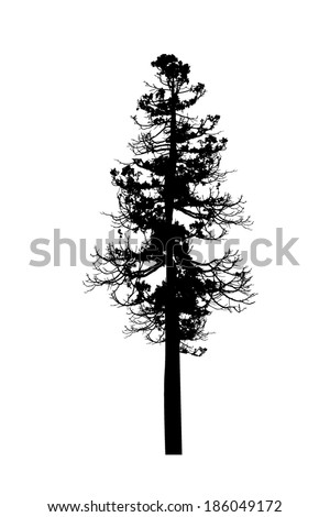 silhouettes of tall pine on a white background, vector illustration . Vector