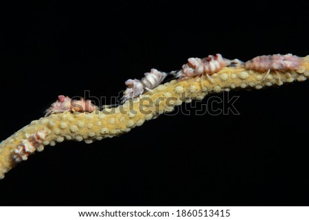 Close up of a gorgonian comensal shrimp Balssia gasti...Canakkale Turkey
