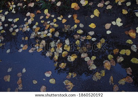 Small yellow and gray autumn leaves in water puddles in autumn on a rainy cloudy day.