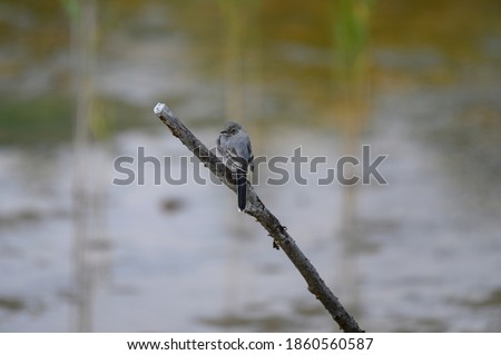 Little bird on a branch