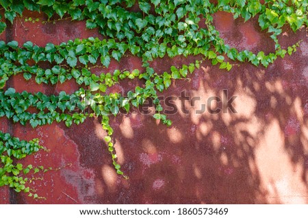Long green ivy branches weaving on a red metal garage door, with sunlight and shadows, beautiful background picture