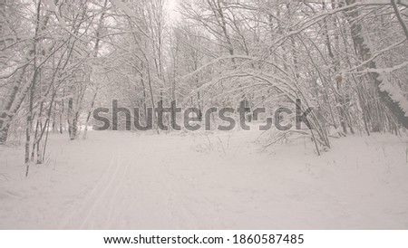  Russian winter, forest in the snow                             