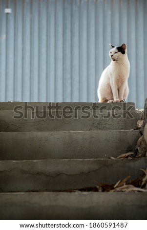 black and White Cat at stairs