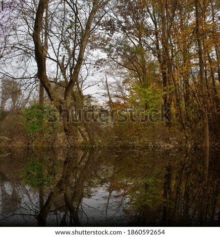 A mirrored pictured of trees.