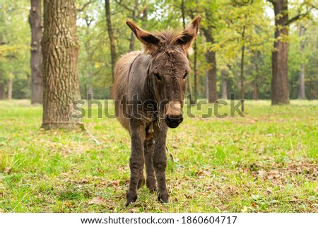 Portrait of a lovely donkey. Donkey outdoors in nature.