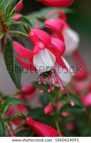 Pink white fuchsia macro photography. White pink small flower garden photography background. Bee collecting nectar in fuchsia flower.