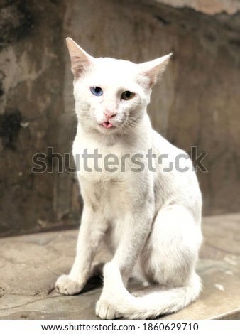Adorable cat with heterochromia eyes