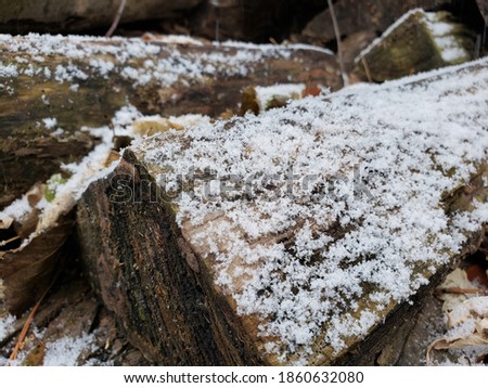 chopped wood logs dusted with snow