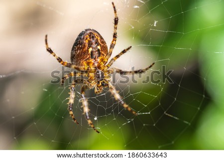 This garden spider is waiting patiently for fresh prey in its web