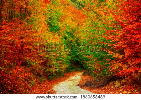 Autumn landscape in the forest. Colorful leaves in autumn. Yellow, red, green leaves create a perfect image in autumn. Uludag mountain, Bursa city.