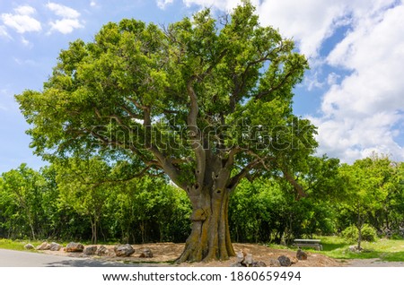 giant european hackberry tree (celtis australis) on the island of krk, croatia Royalty-Free Stock Photo #1860659494